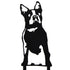 Boston Terrier