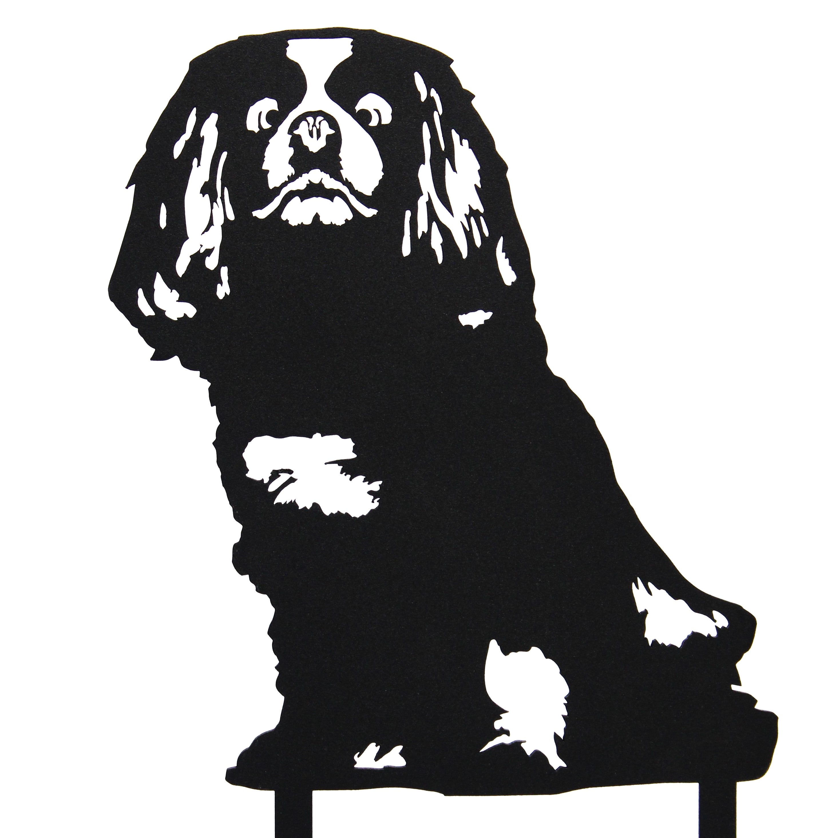 Cavalier King Charles Spaniel