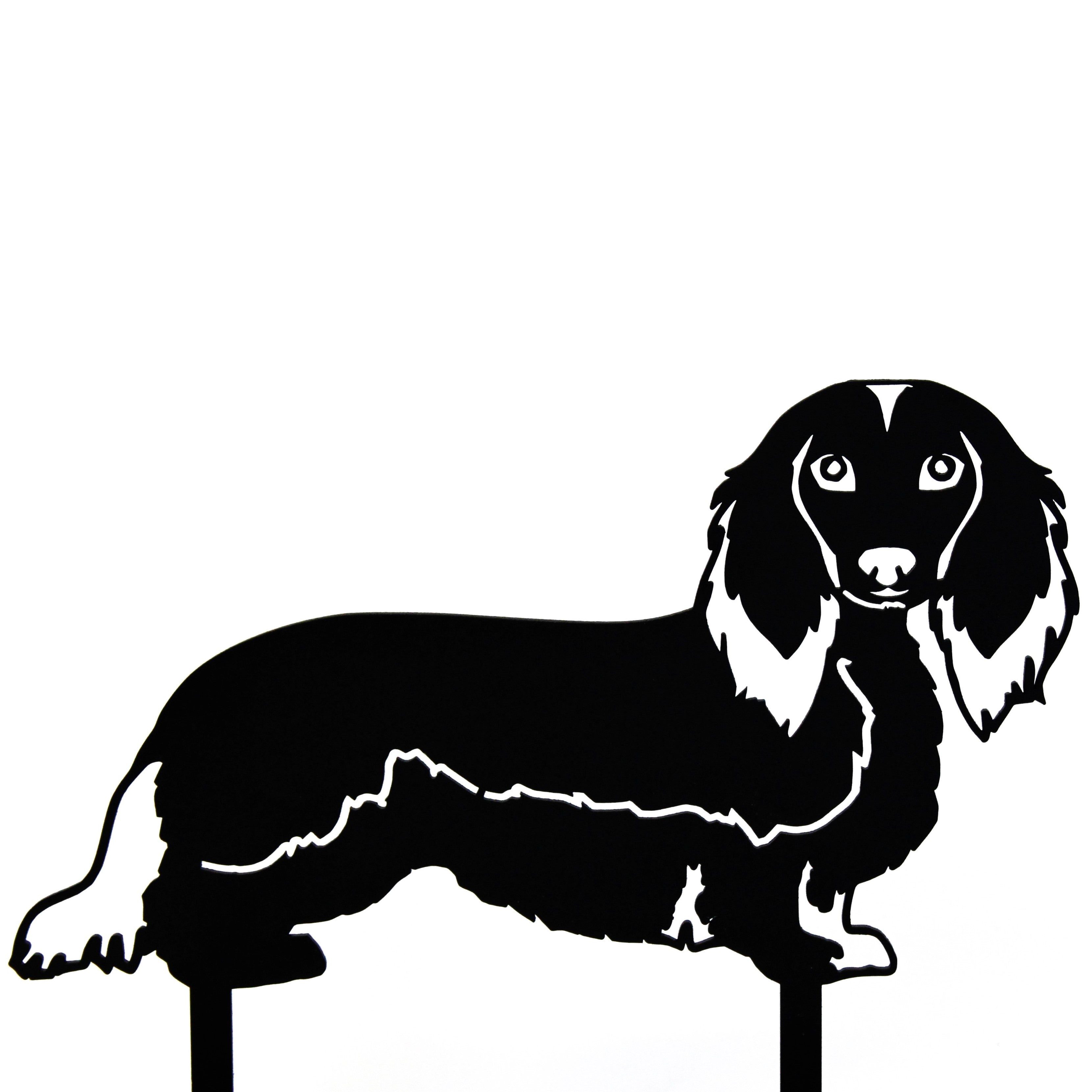 Dachshund - Longhaired