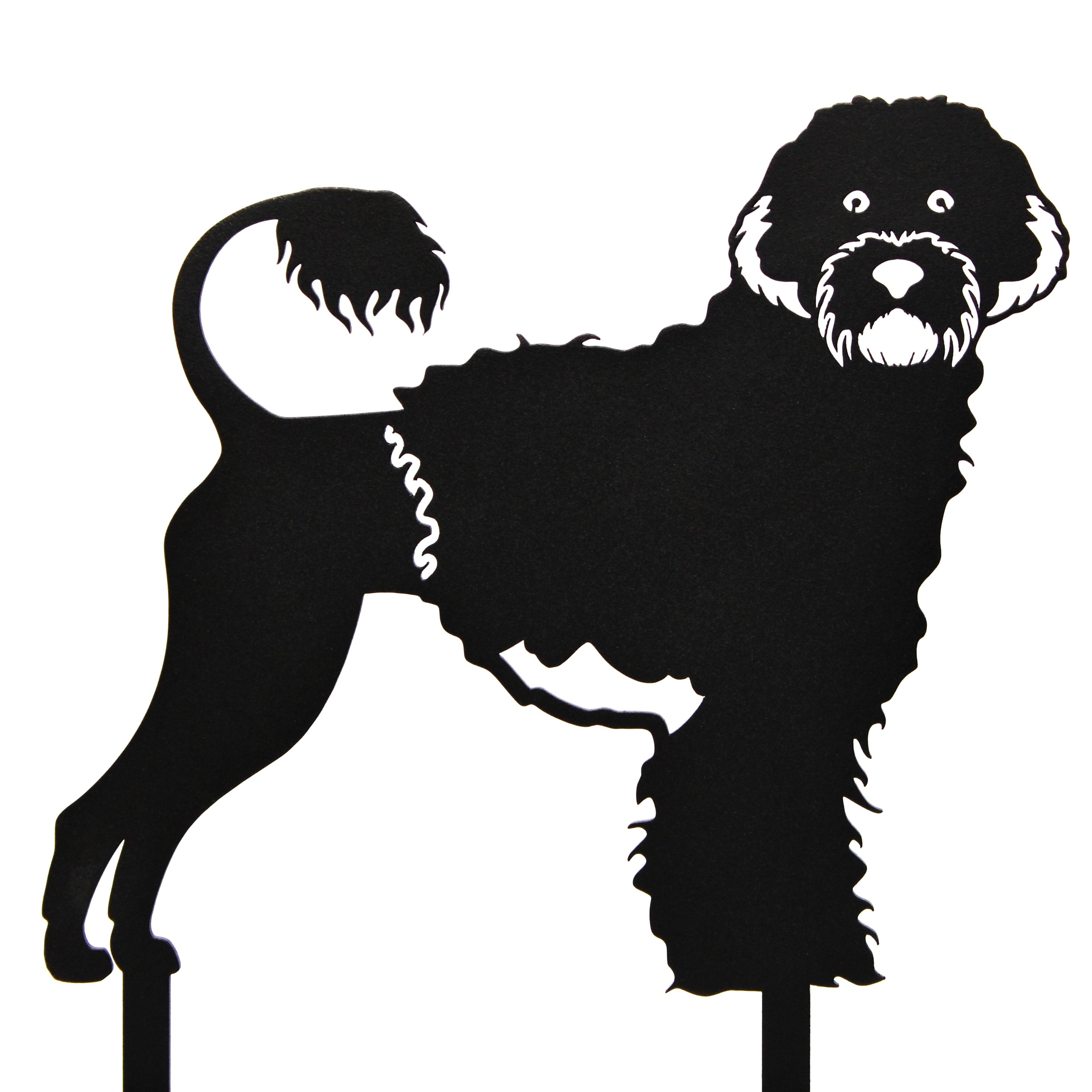 Portuguese Water Dog