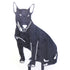 Bull Terrier