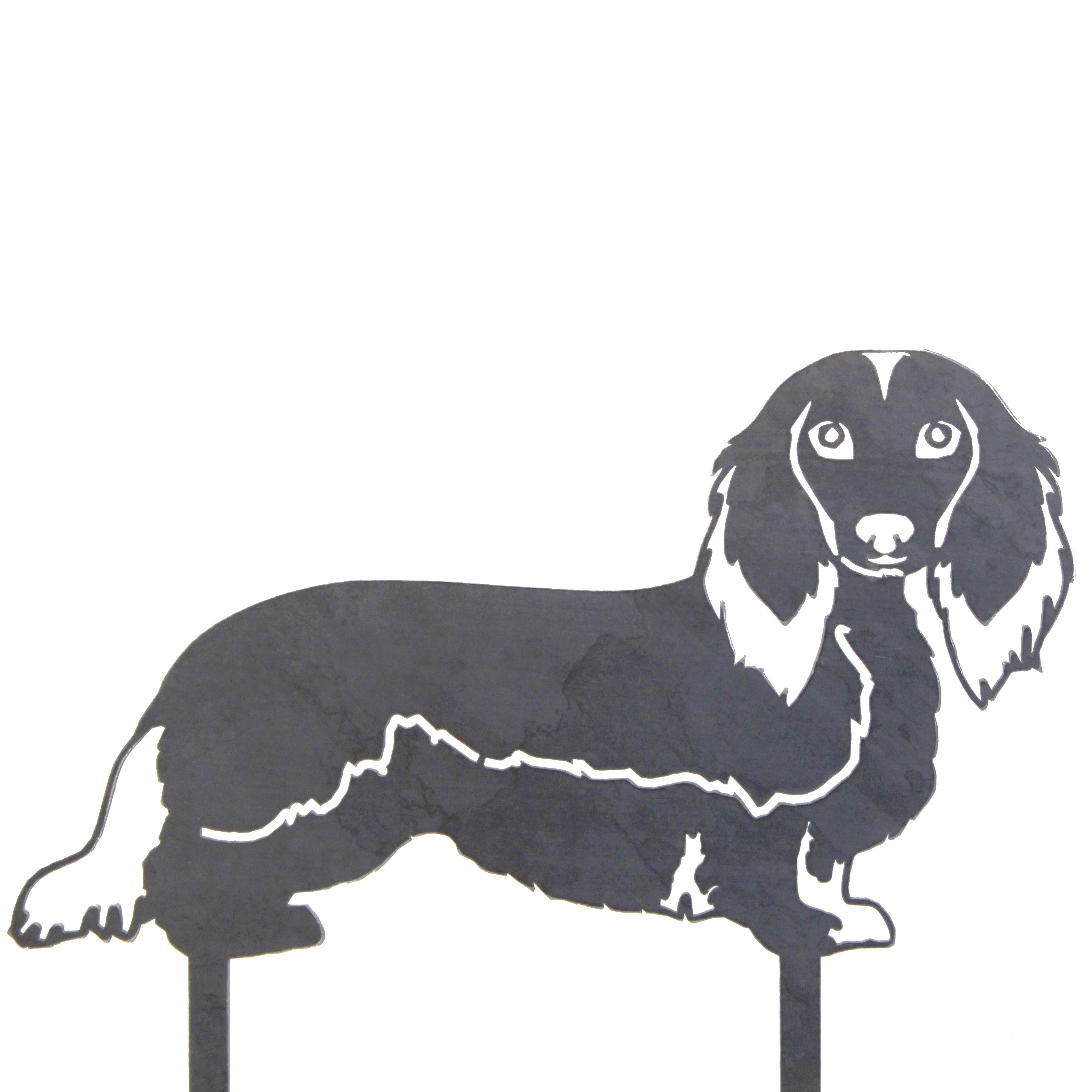 Dachshund - Longhaired