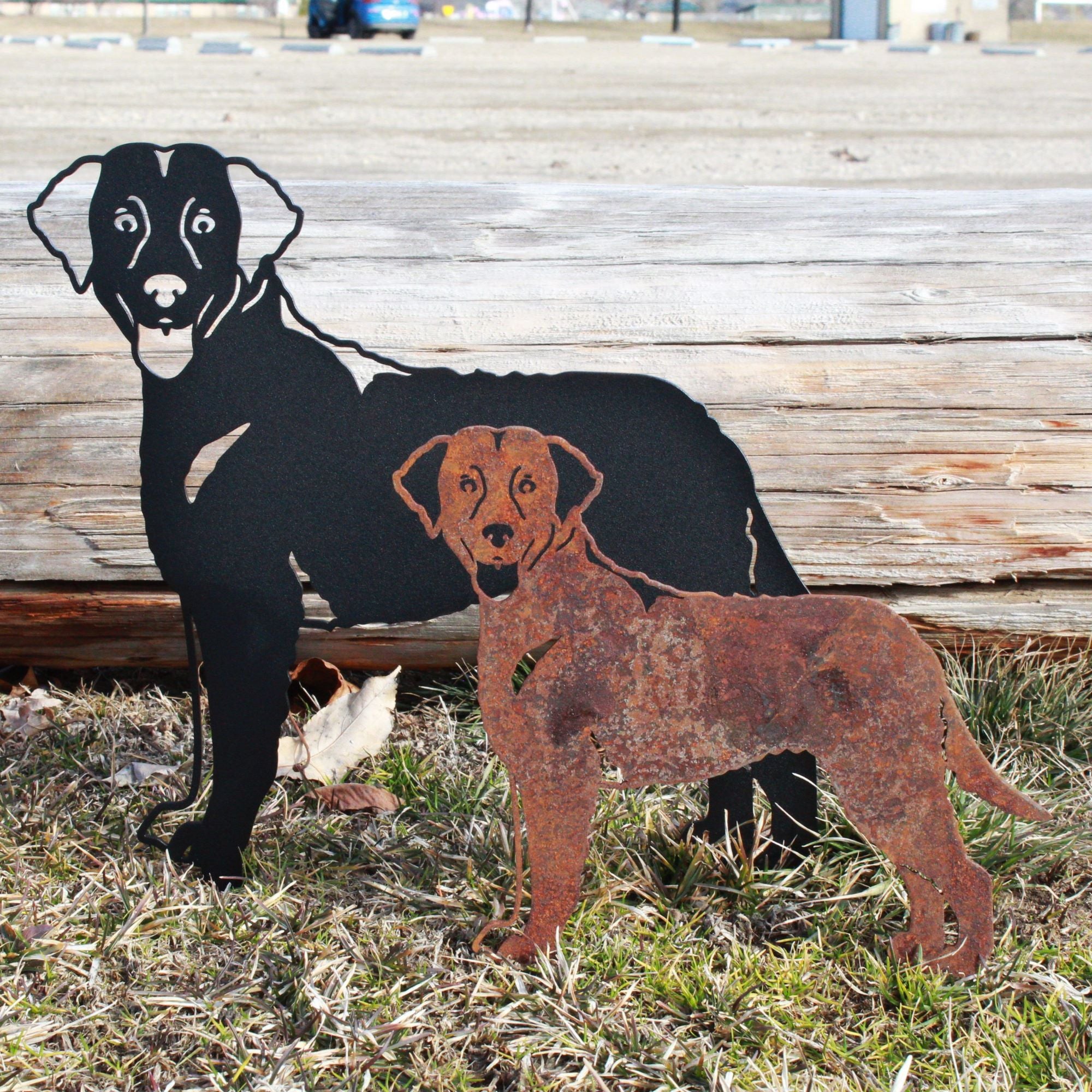 Curly Coated Retriever