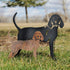 Redbone Coonhound