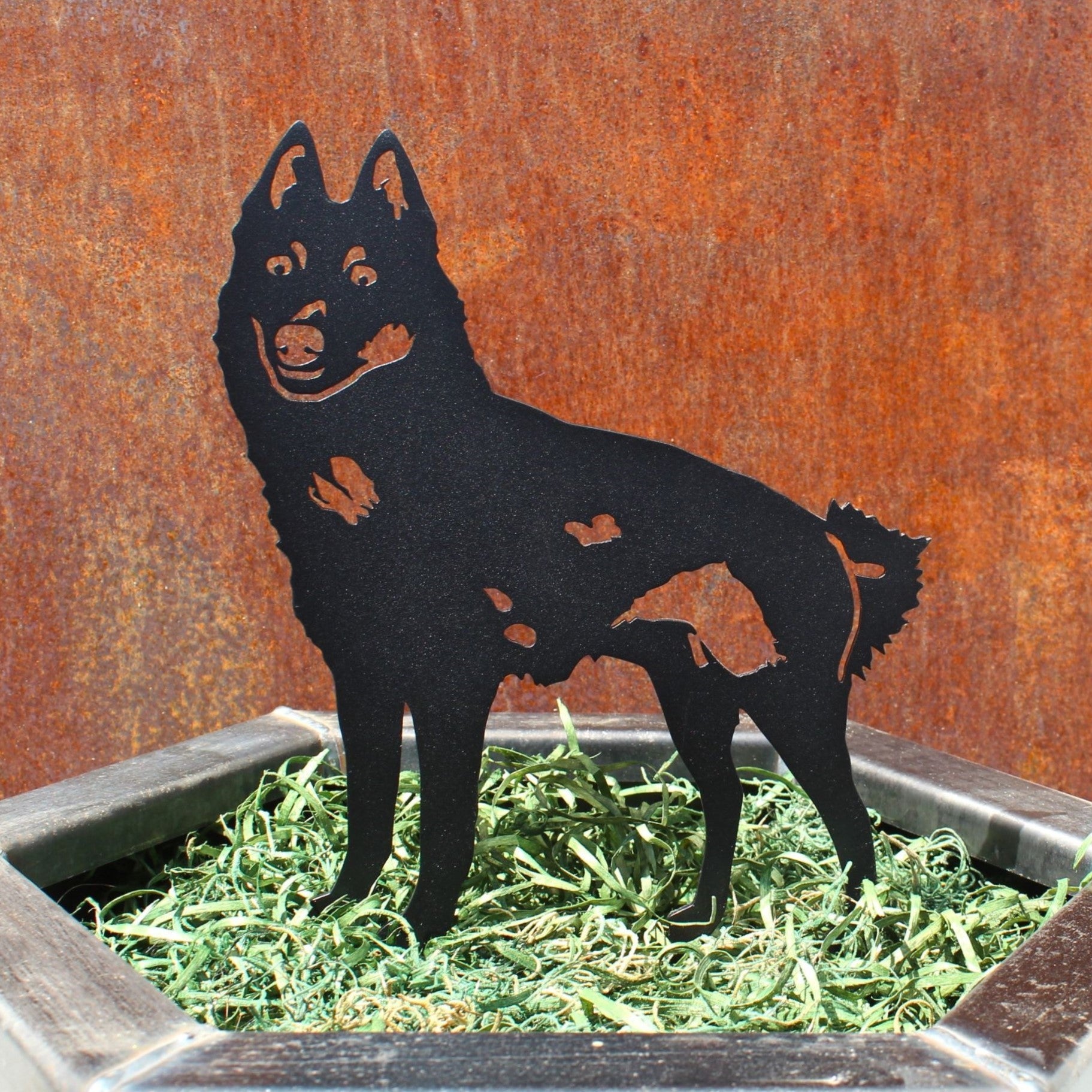 Schipperke