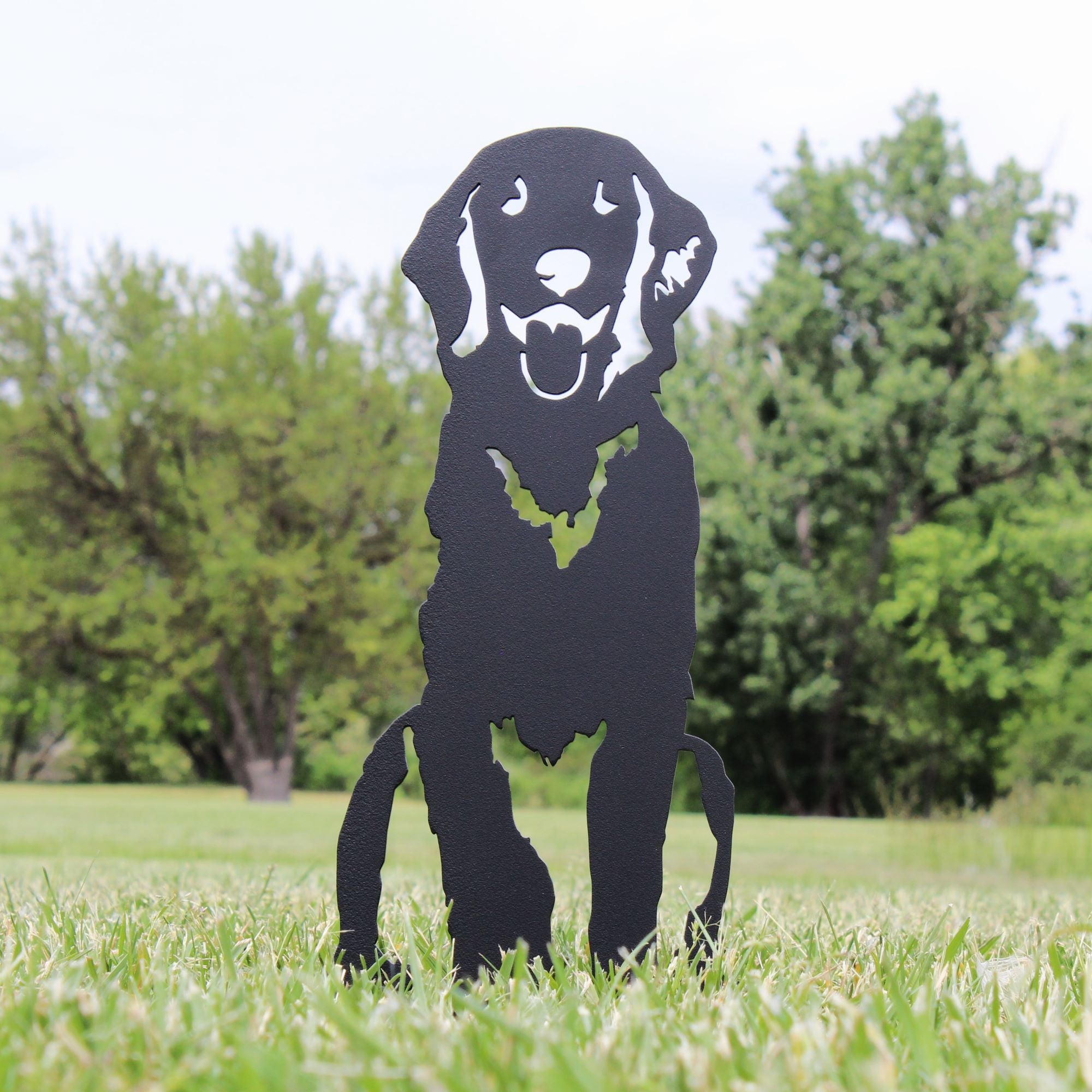 Flat Coated Retriever