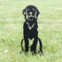 Flat Coated Retriever