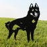 Schipperke