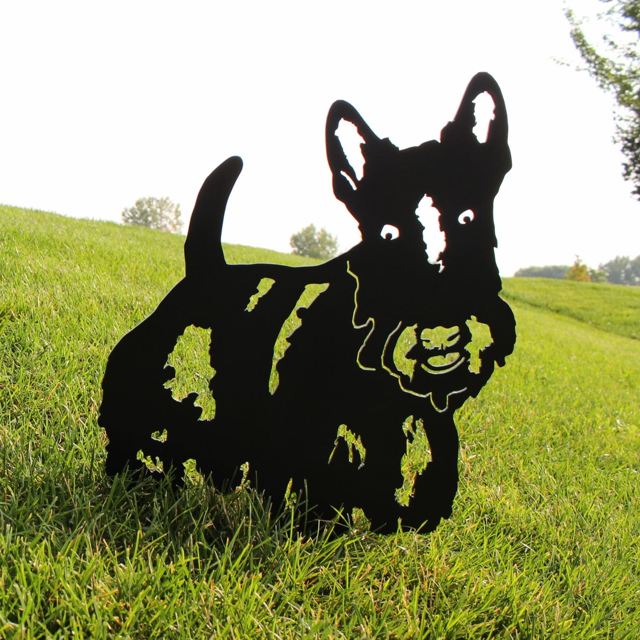 Scottish Terrier