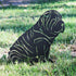 Shar Pei