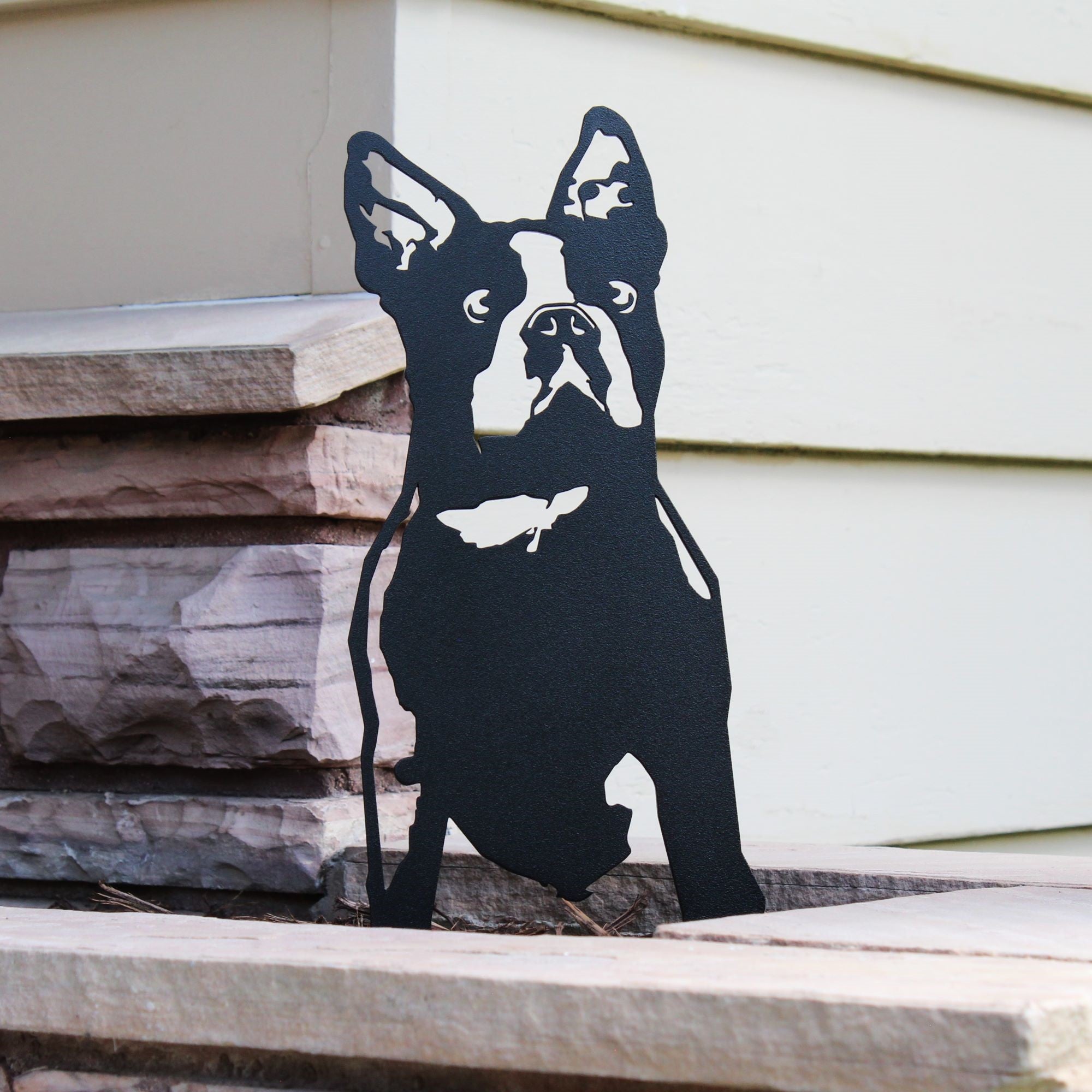 Boston Terrier