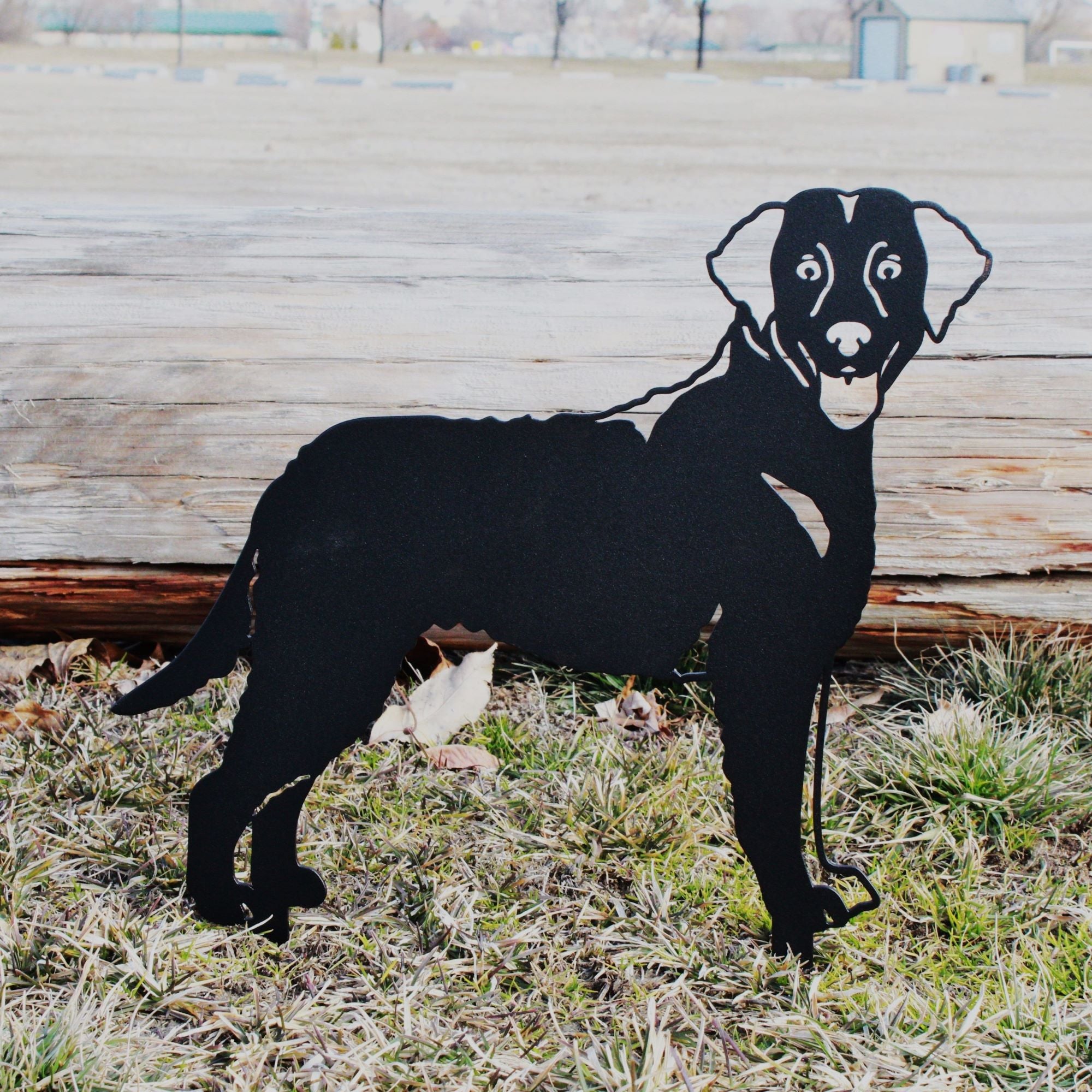 Chesapeake Bay Retriever