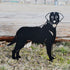 Curly Coated Retriever