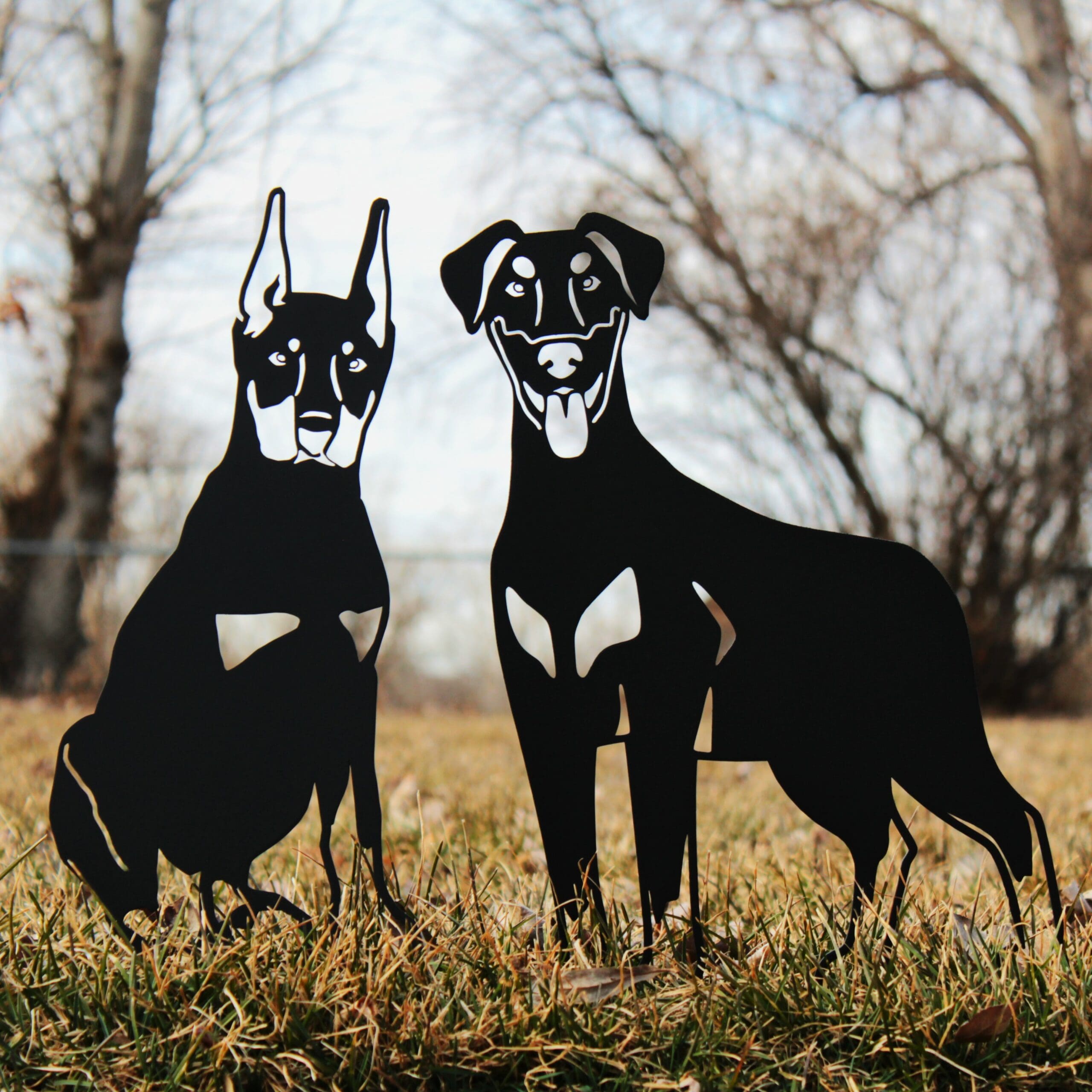 Doberman Pinscher - Cropped Ear