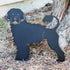 Portuguese Water Dog