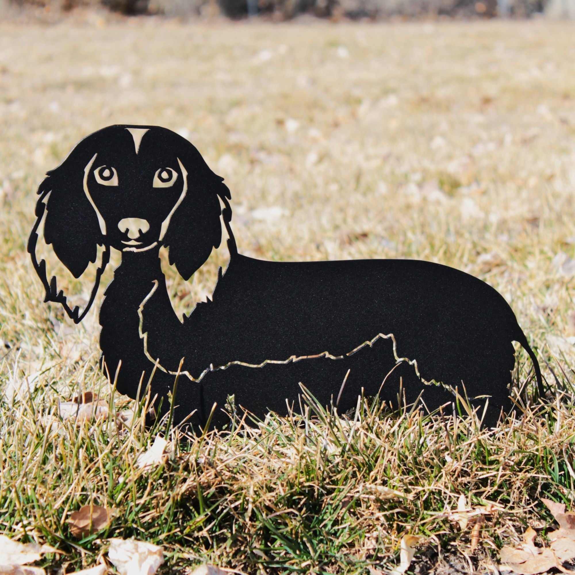 Dachshund - Longhaired