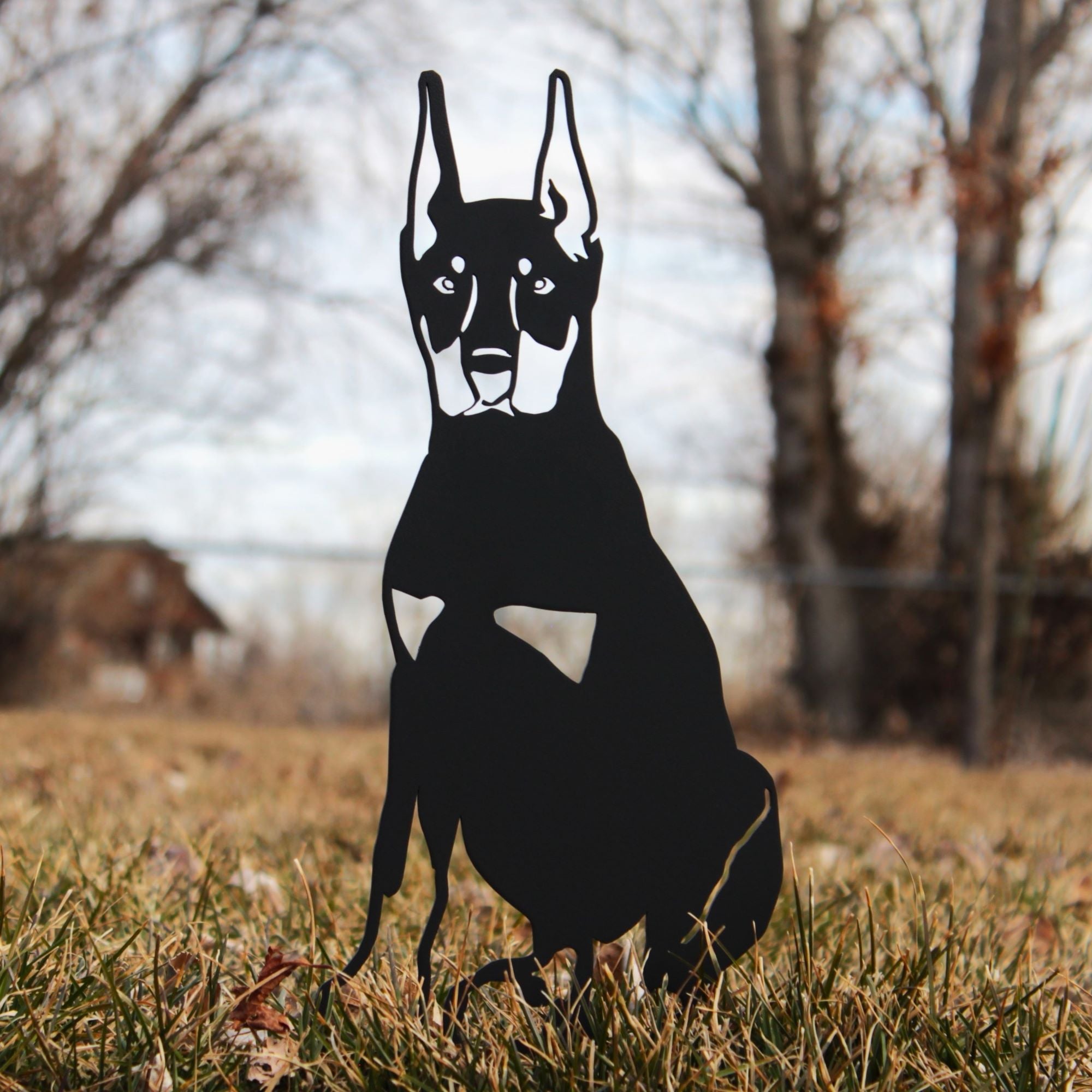 Doberman Pinscher - Cropped Ear