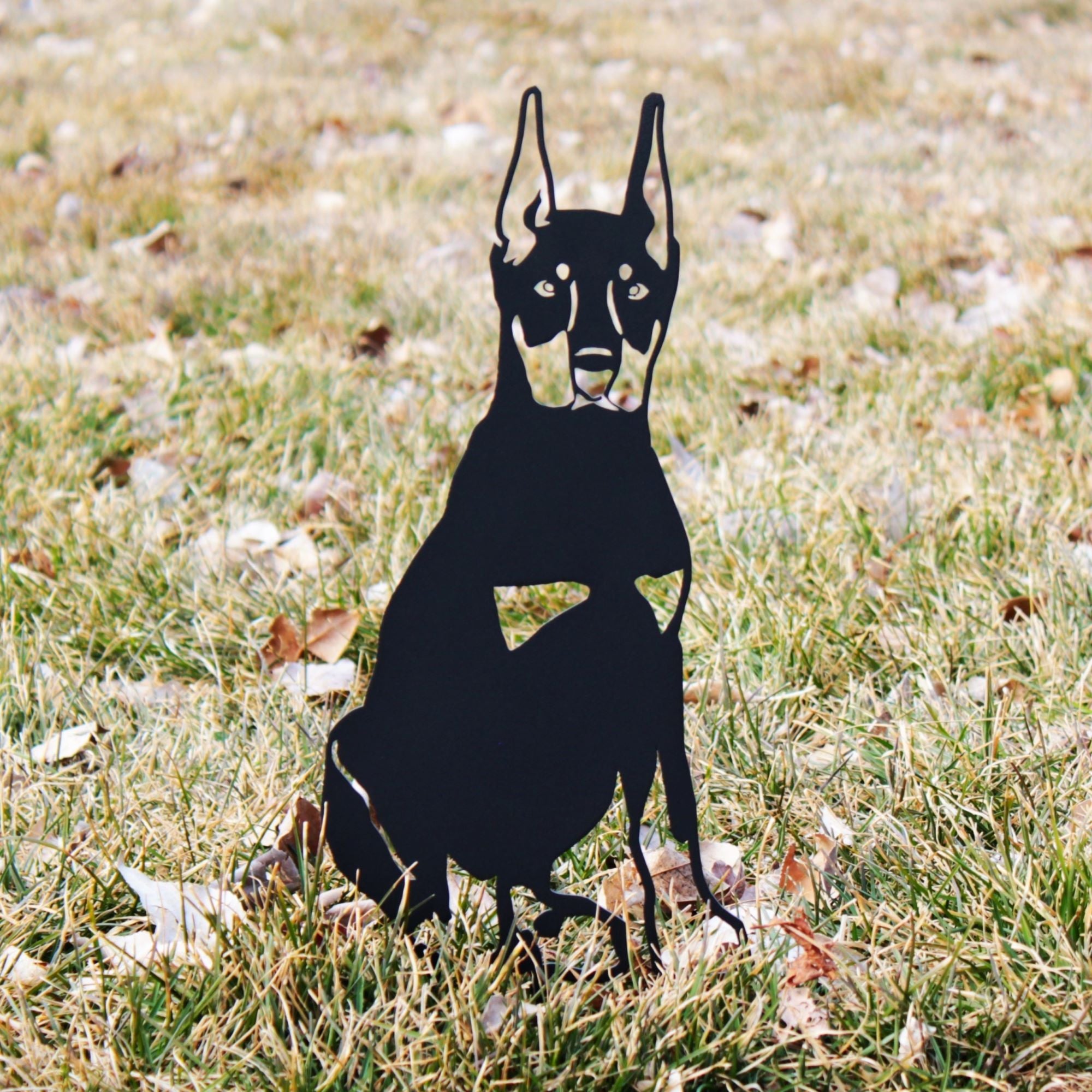 Doberman Pinscher - Cropped Ear