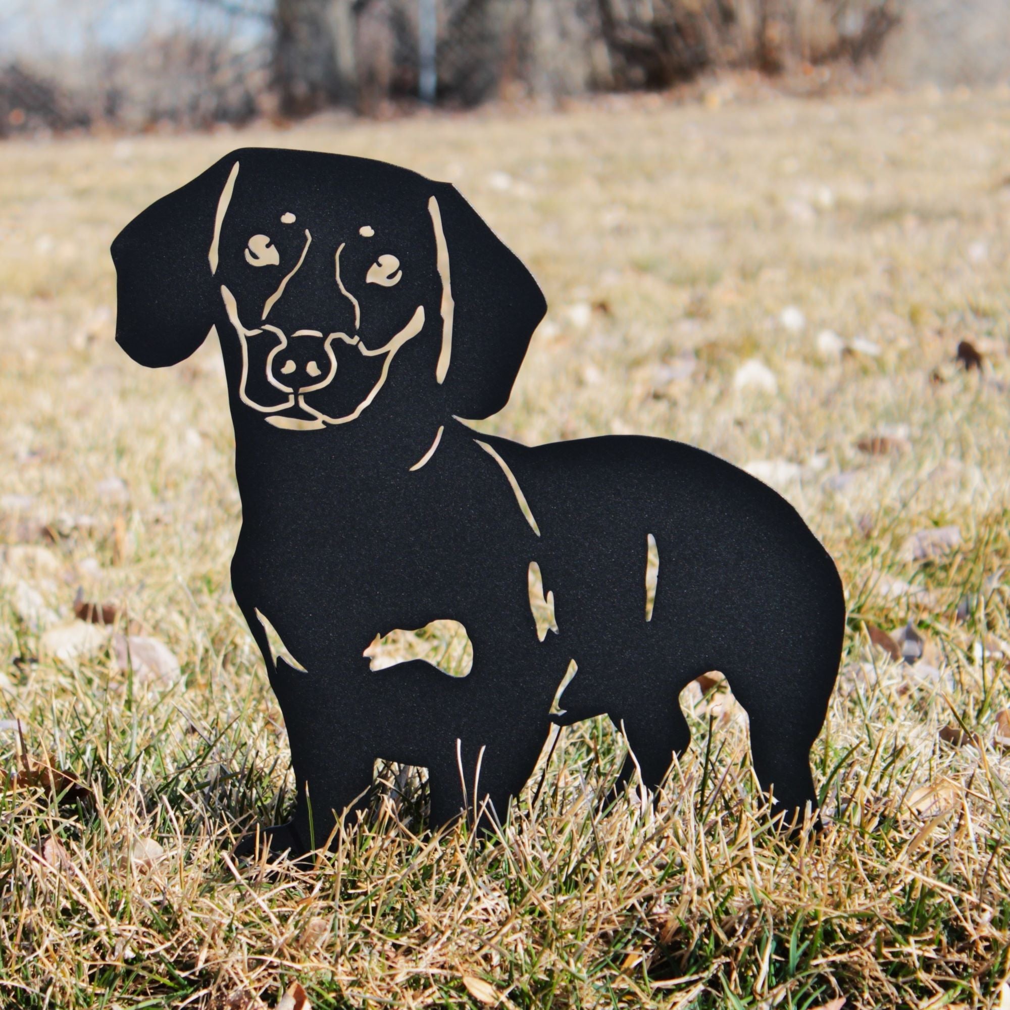 Dachshund - Shorthaired