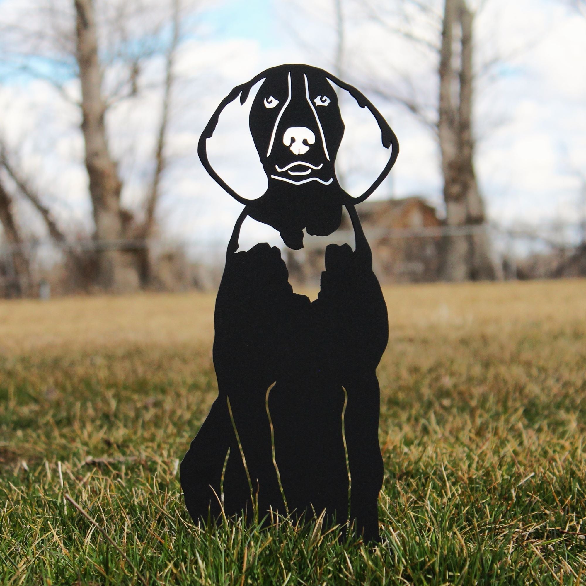 American English Coonhound