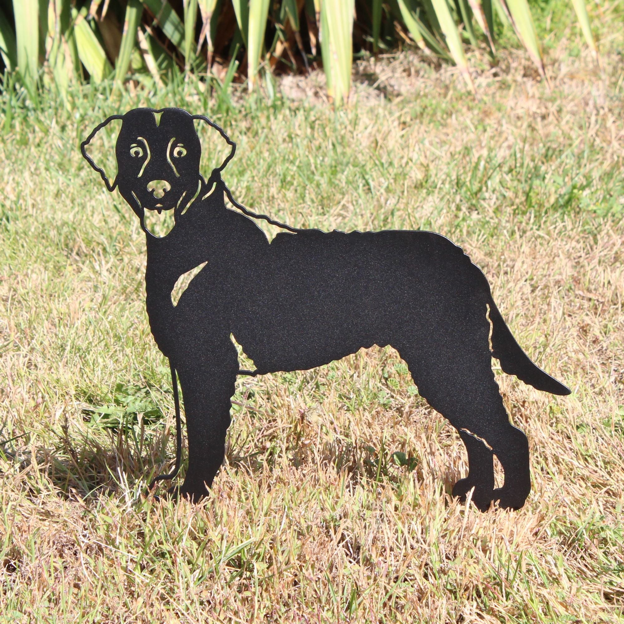 Chesapeake Bay Retriever