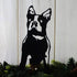 Boston Terrier