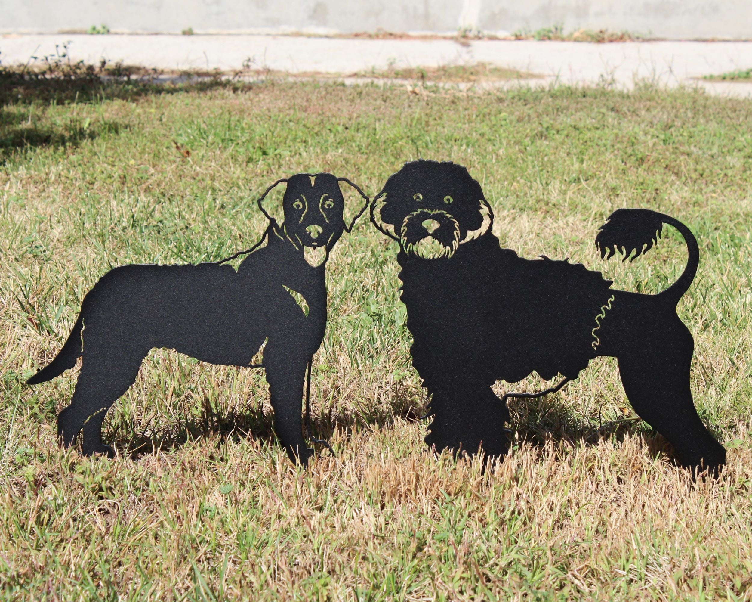 Curly Coated Retriever