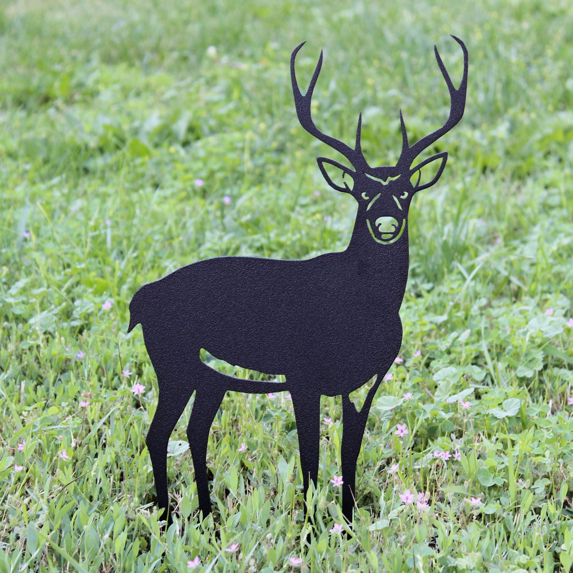 Deer - Buck