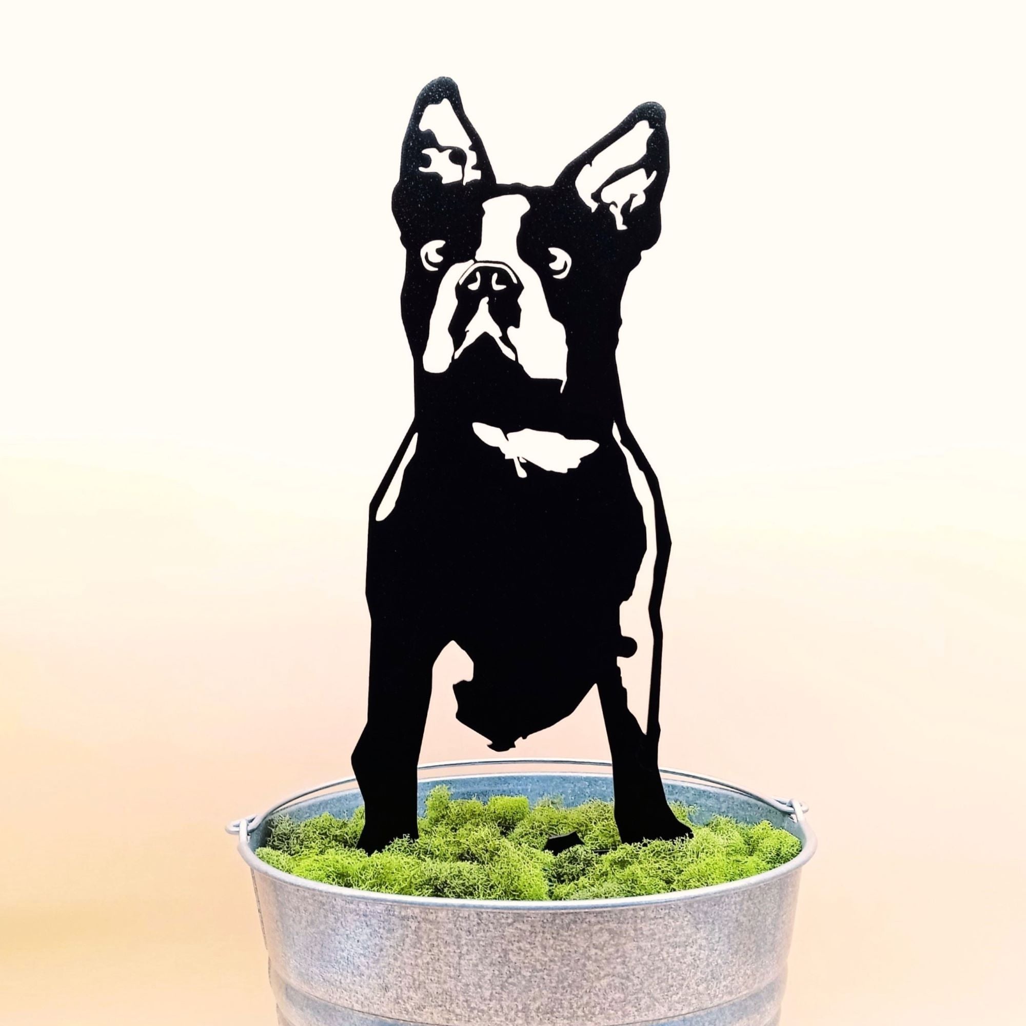 Boston Terrier