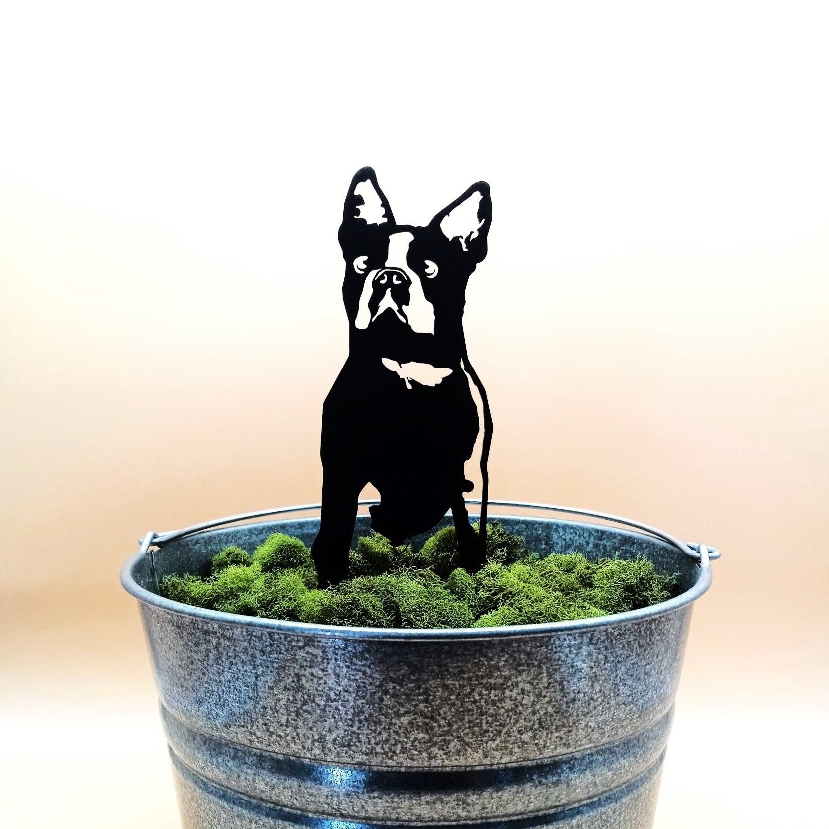 Boston Terrier