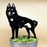 Schipperke