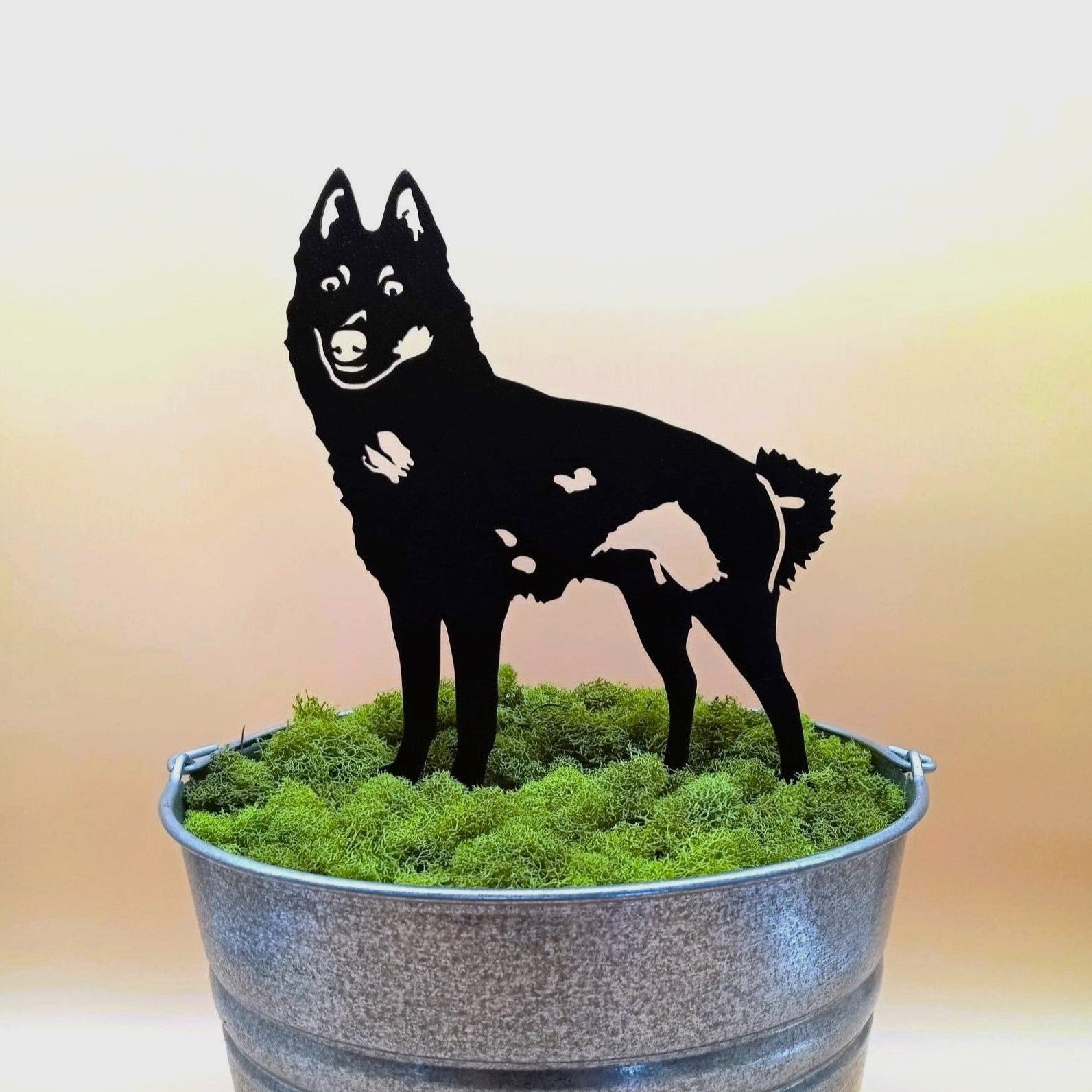 Schipperke