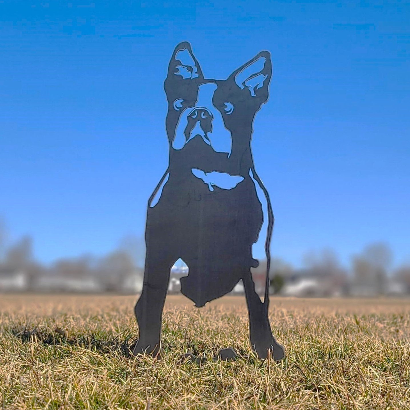 Boston Terrier