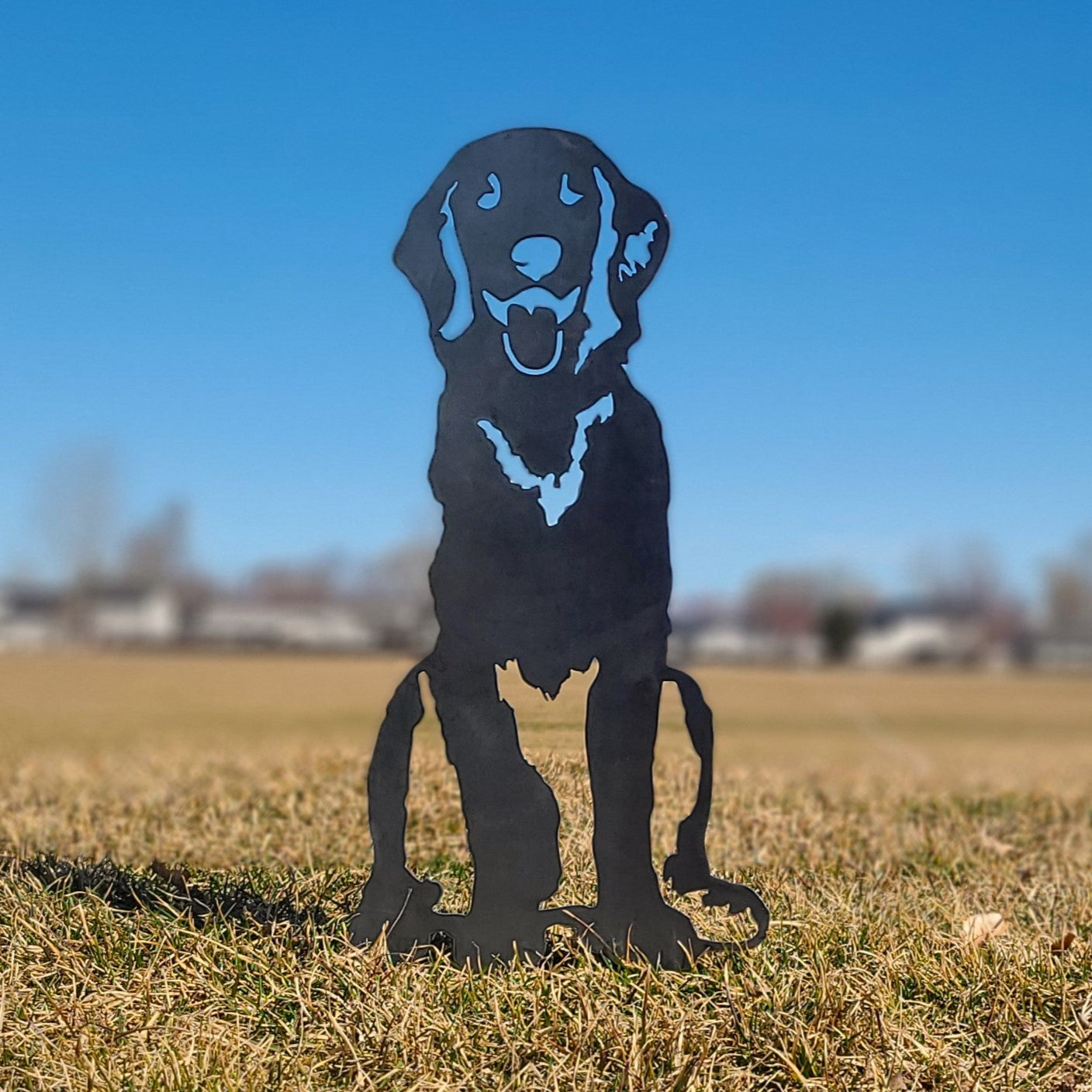 Flat Coated Retriever