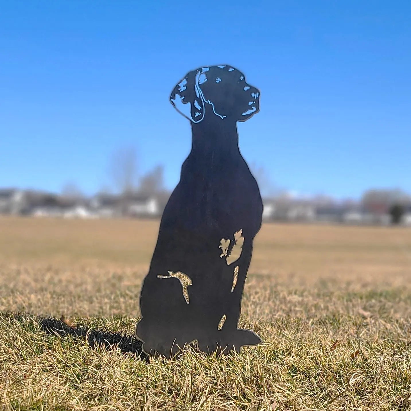 Rhodesian Ridgeback