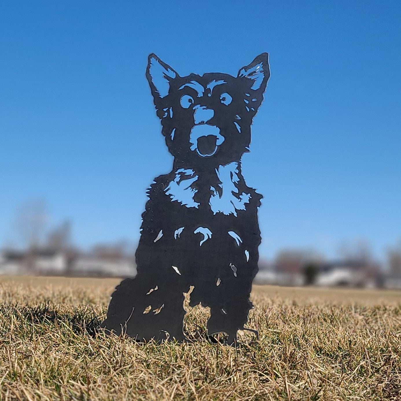 Yorkshire Terrier