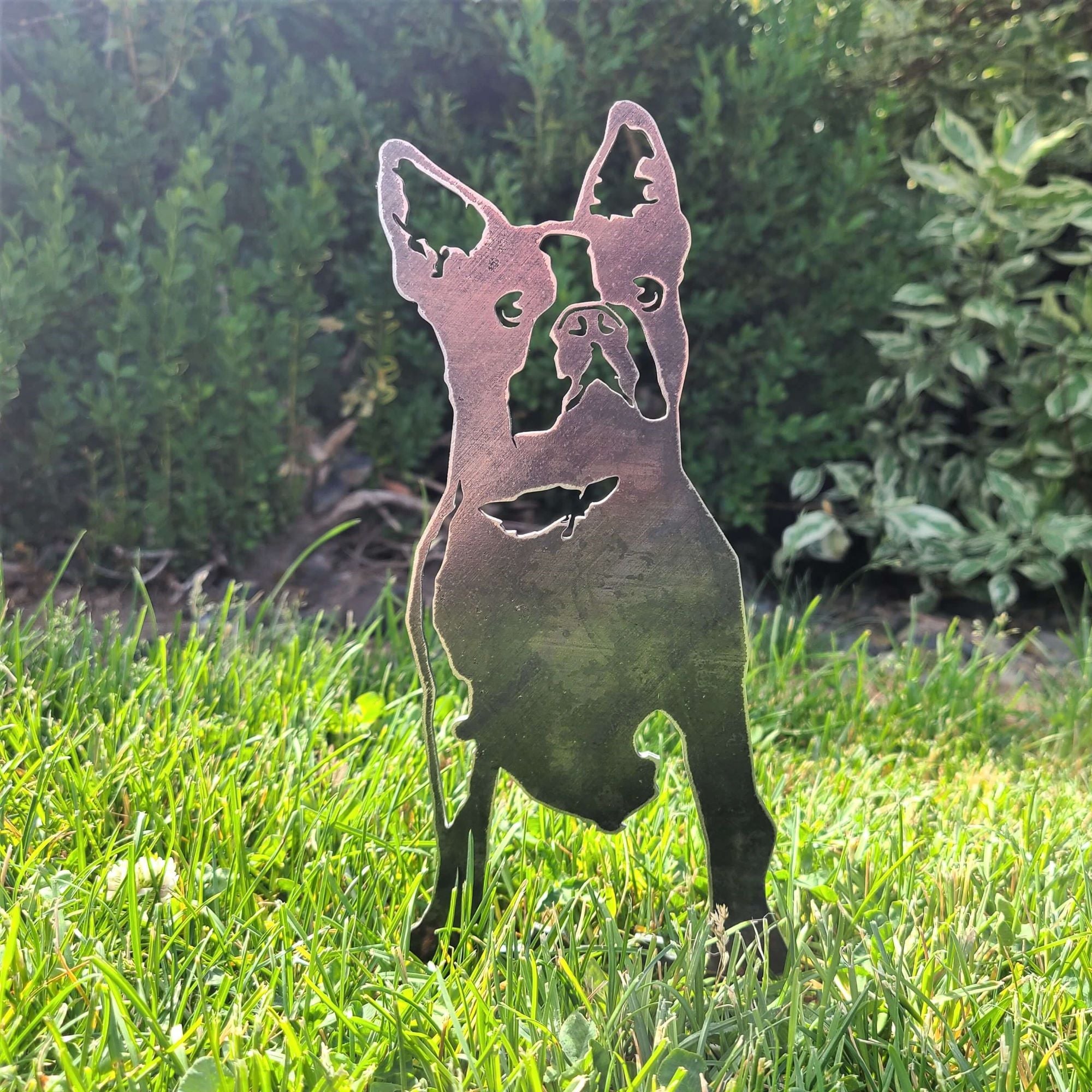 Boston Terrier