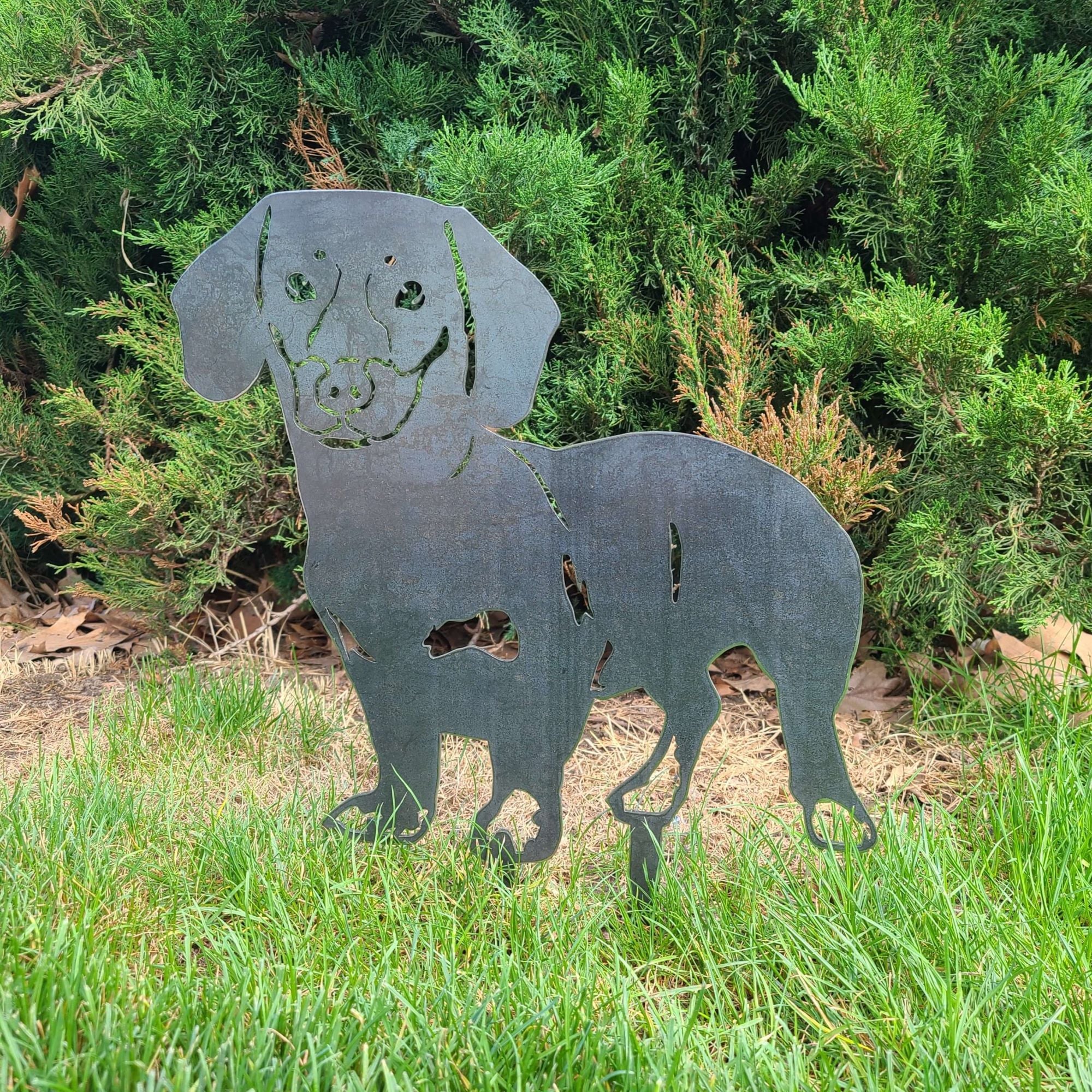 Dachshund - Shorthaired