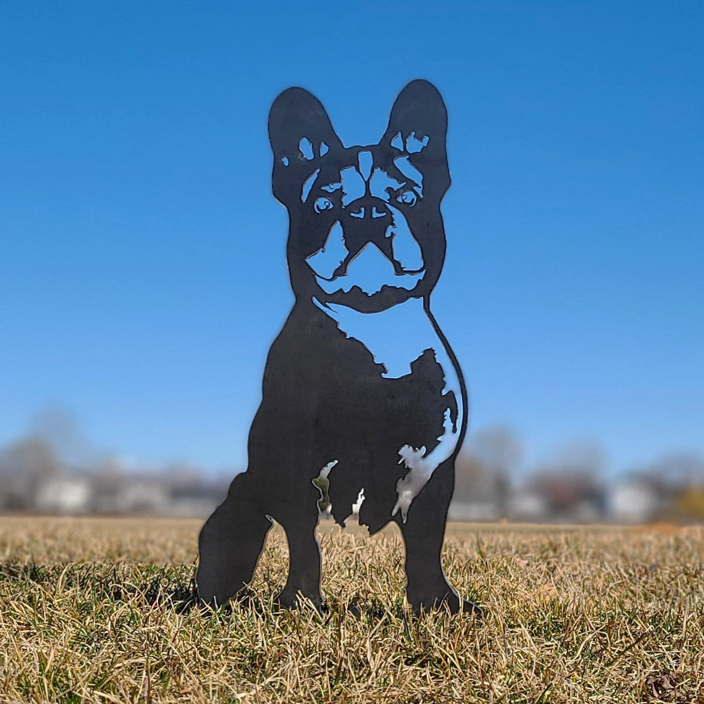 French Bulldog