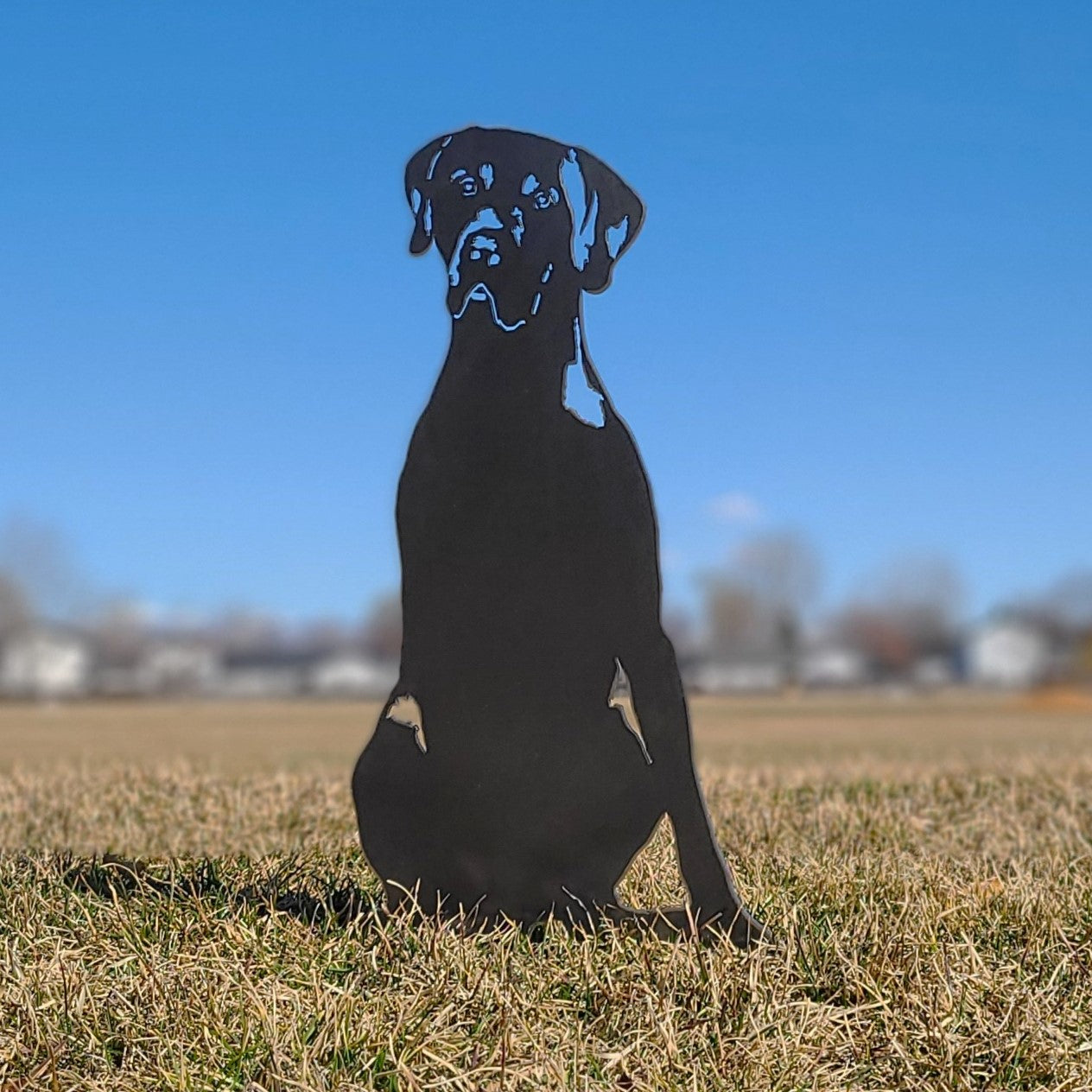 German Shorthaired Pointer