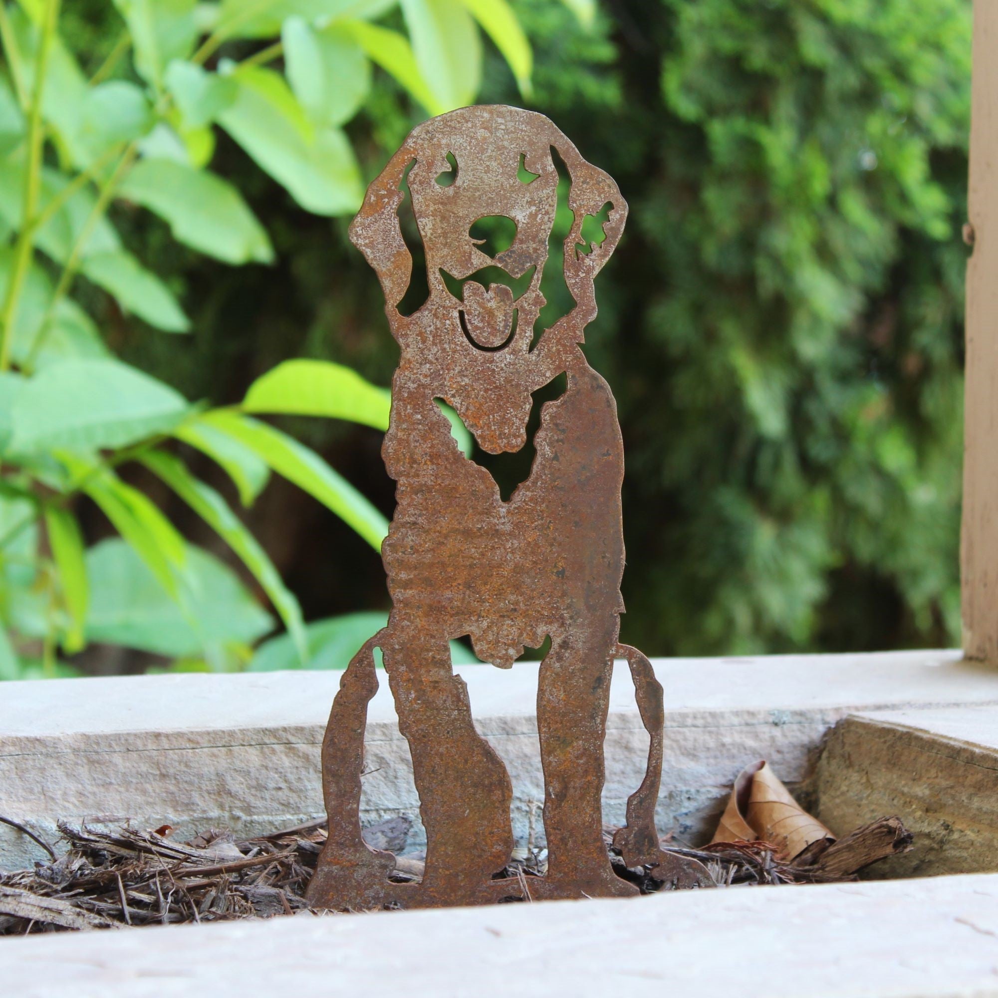 Golden Retriever - Sitting