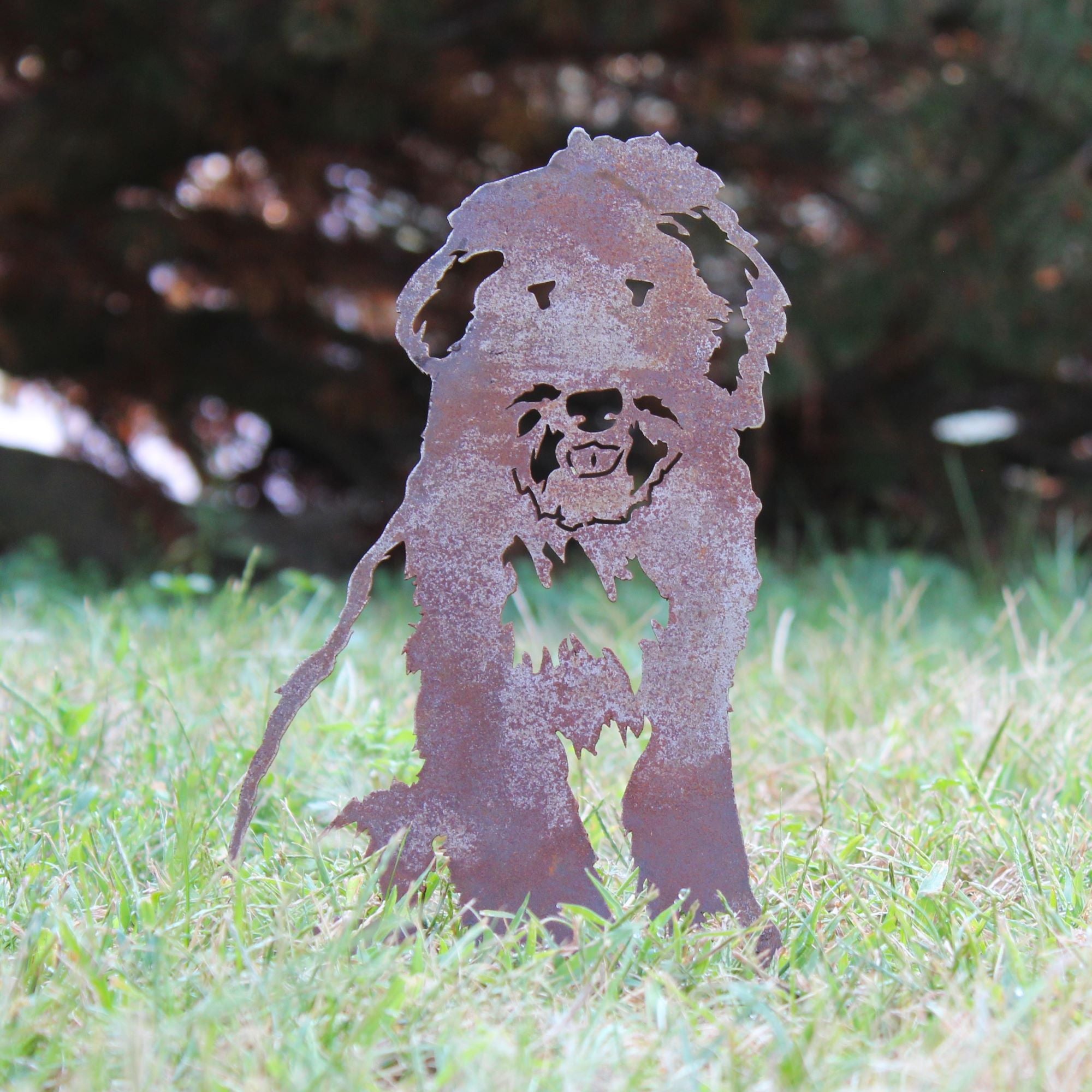 Bearded Collie