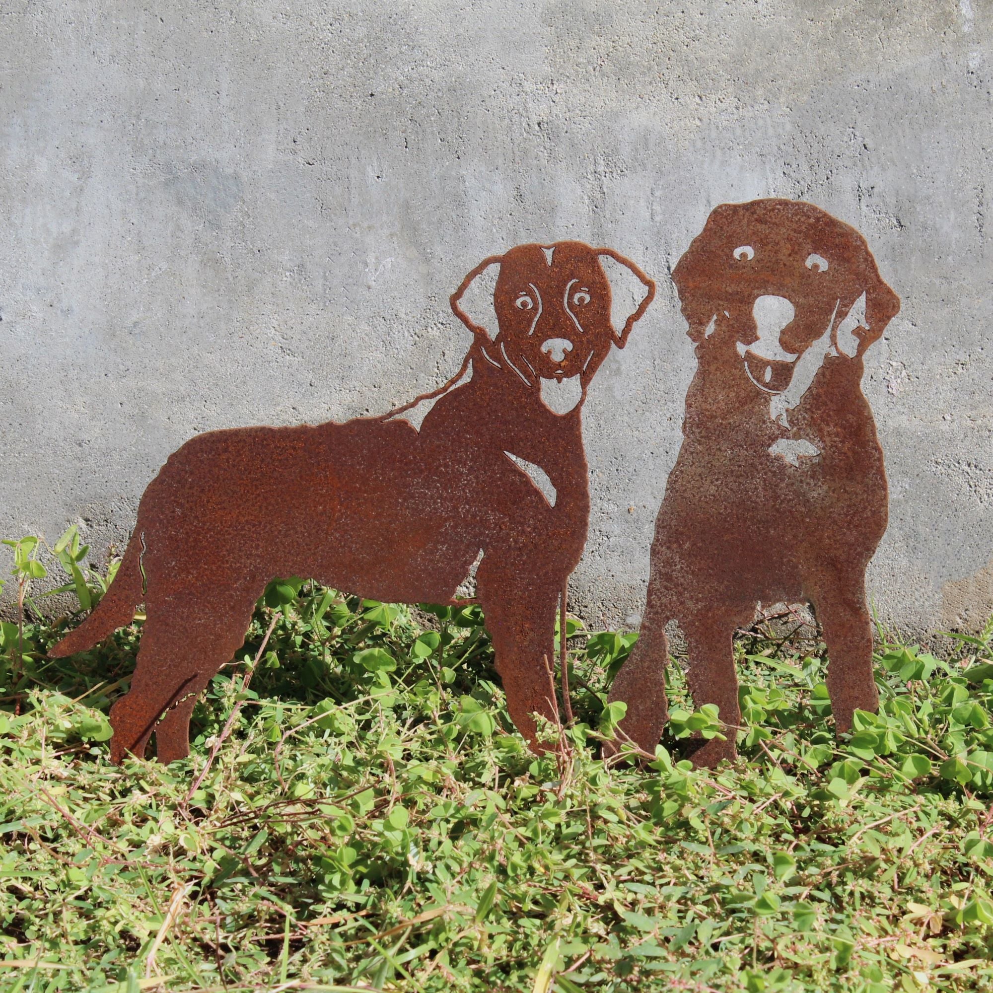 Chesapeake Bay Retriever