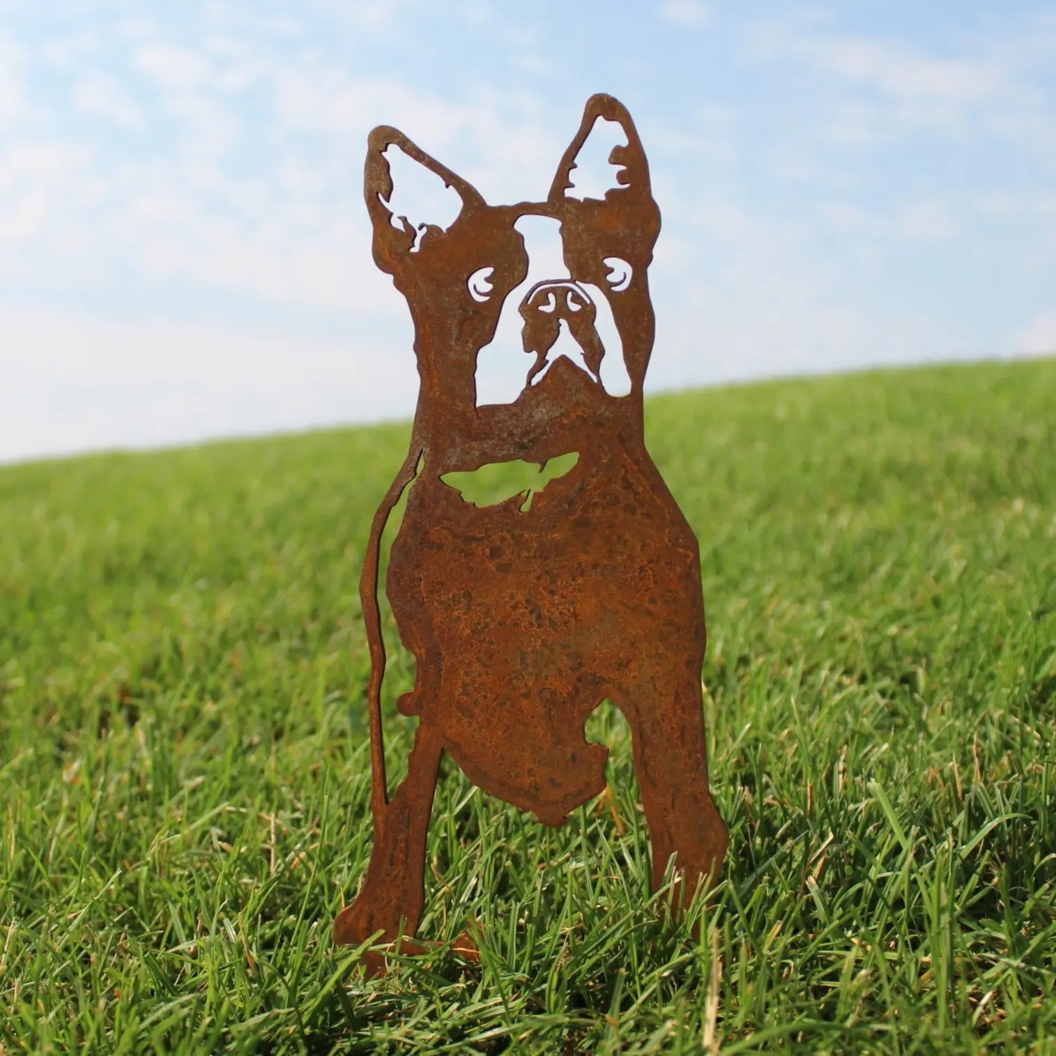 Boston Terrier