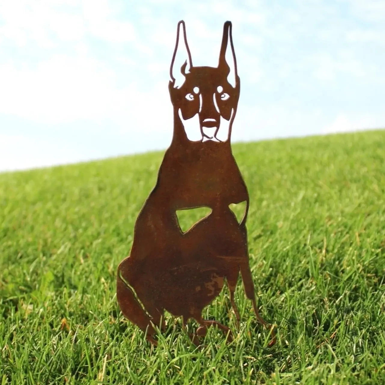 Doberman Pinscher - Cropped Ear