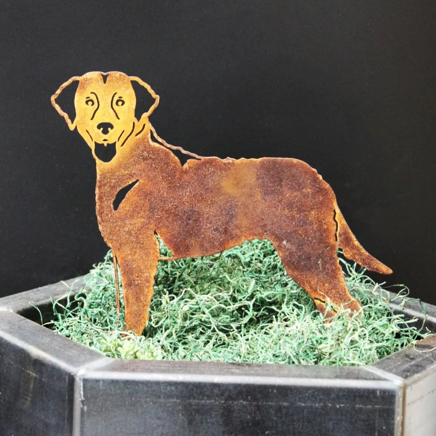 Curly Coated Retriever