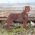 Chesapeake Bay Retriever