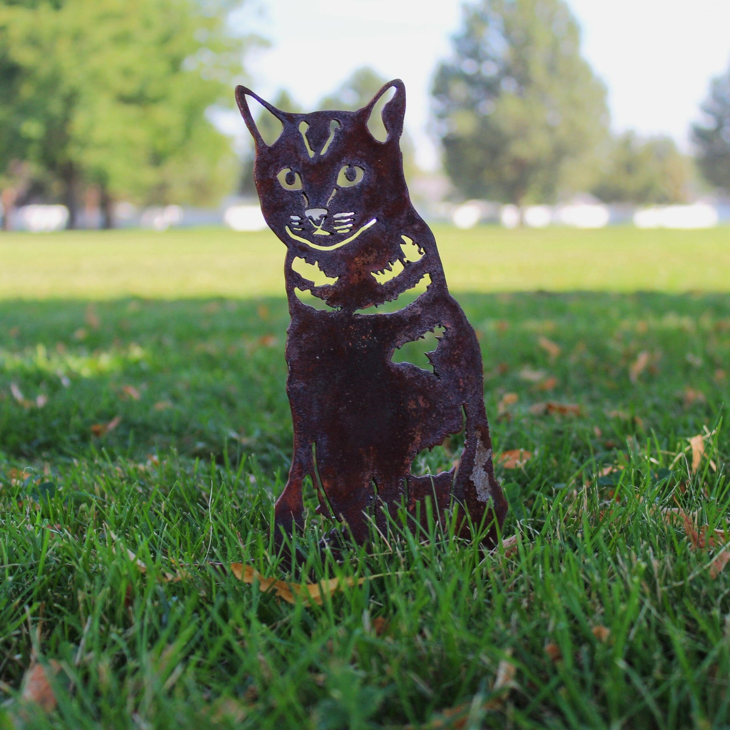 Shorthair Tabby