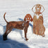 Redbone Coonhound