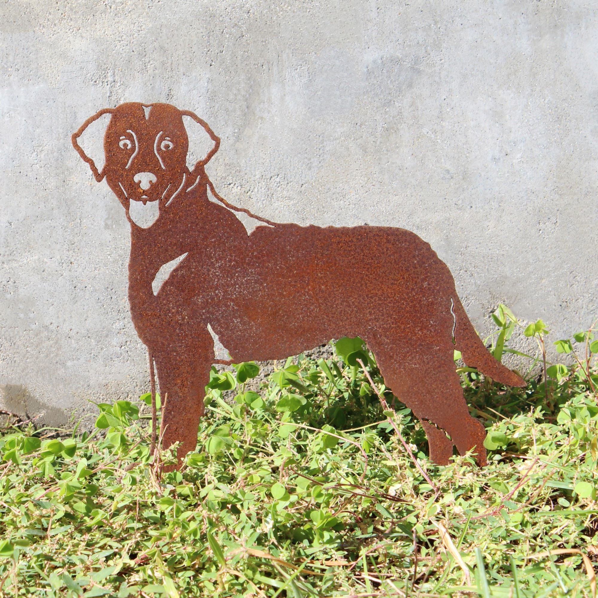 Chesapeake Bay Retriever